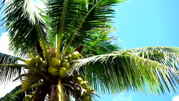 蓝天背景的椰子树。