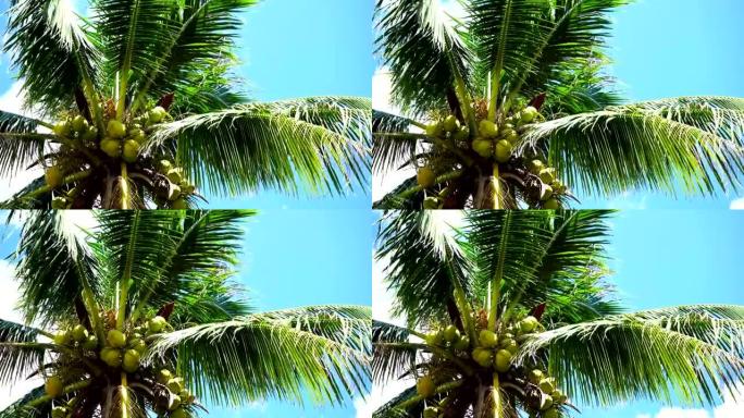 蓝天背景的椰子树。