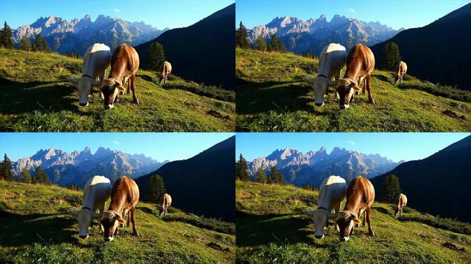 在高山牧场上放牧的牛电影院