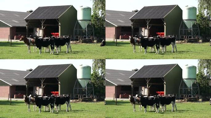荷兰奶牛