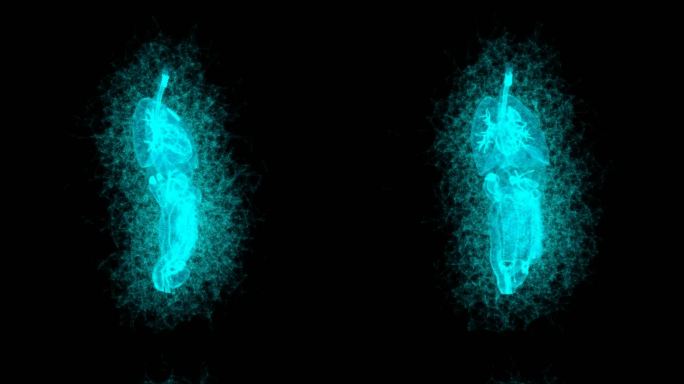 女性内脏解刨器官旋转3D点线粒子