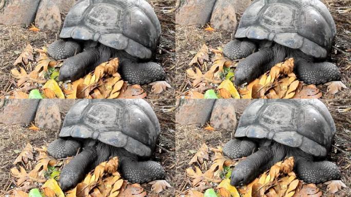 塞舌尔巨型乌龟喂养