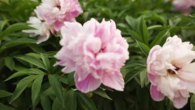 选择性关注植物园花园上的粉红色牡丹开花