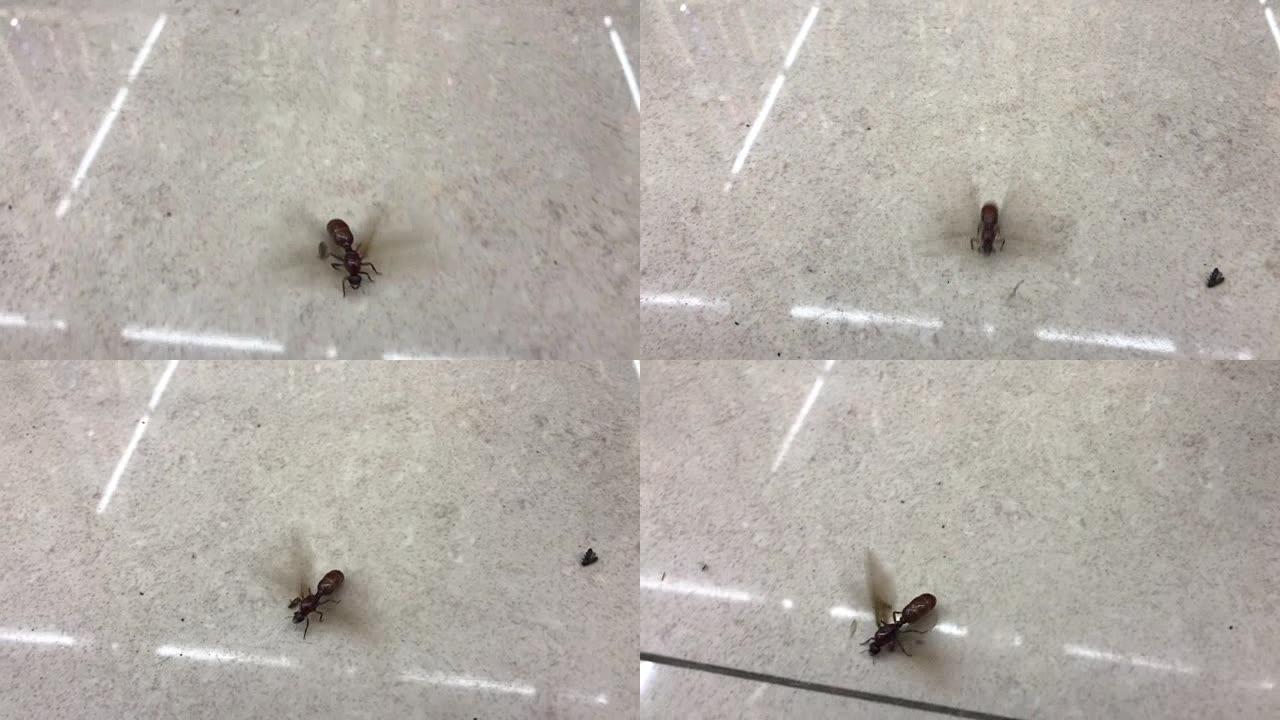 泰国地下蚂蚁。食物昆虫。