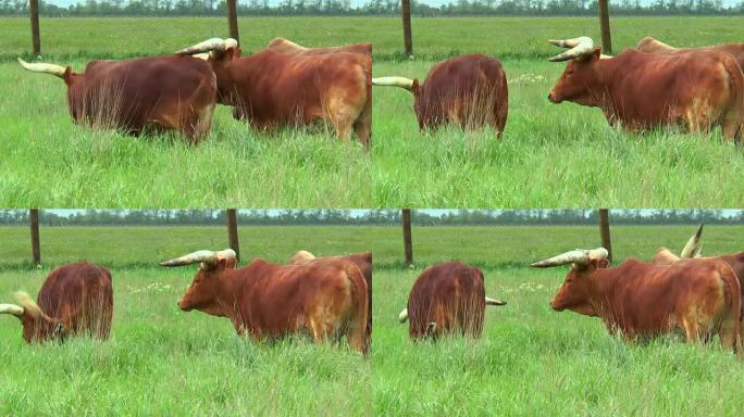 红牛瓦图西在草地上的旷野放牧
