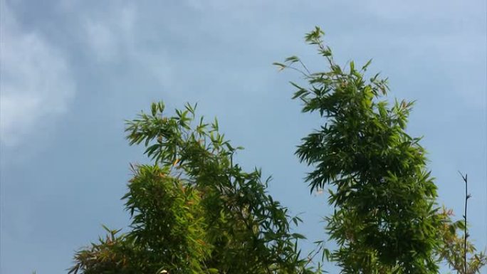 竹树顶 (高清)