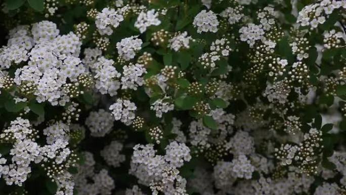 白花雨花园