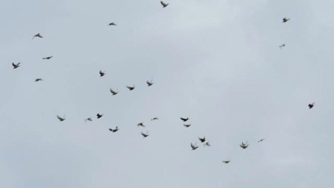 在多云的天空中飞走的鸟群。慢动作镜头