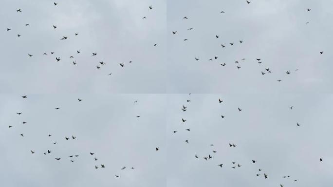 在多云的天空中飞走的鸟群。慢动作镜头