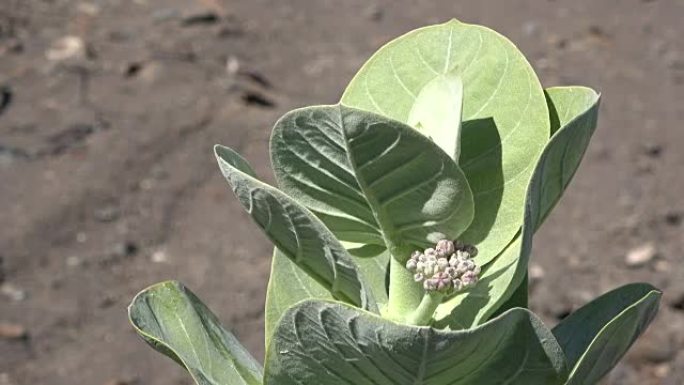 树烟草，Mimo烟草，Morobakbak，野生烟草，Nicotiana glauca，Fuerte