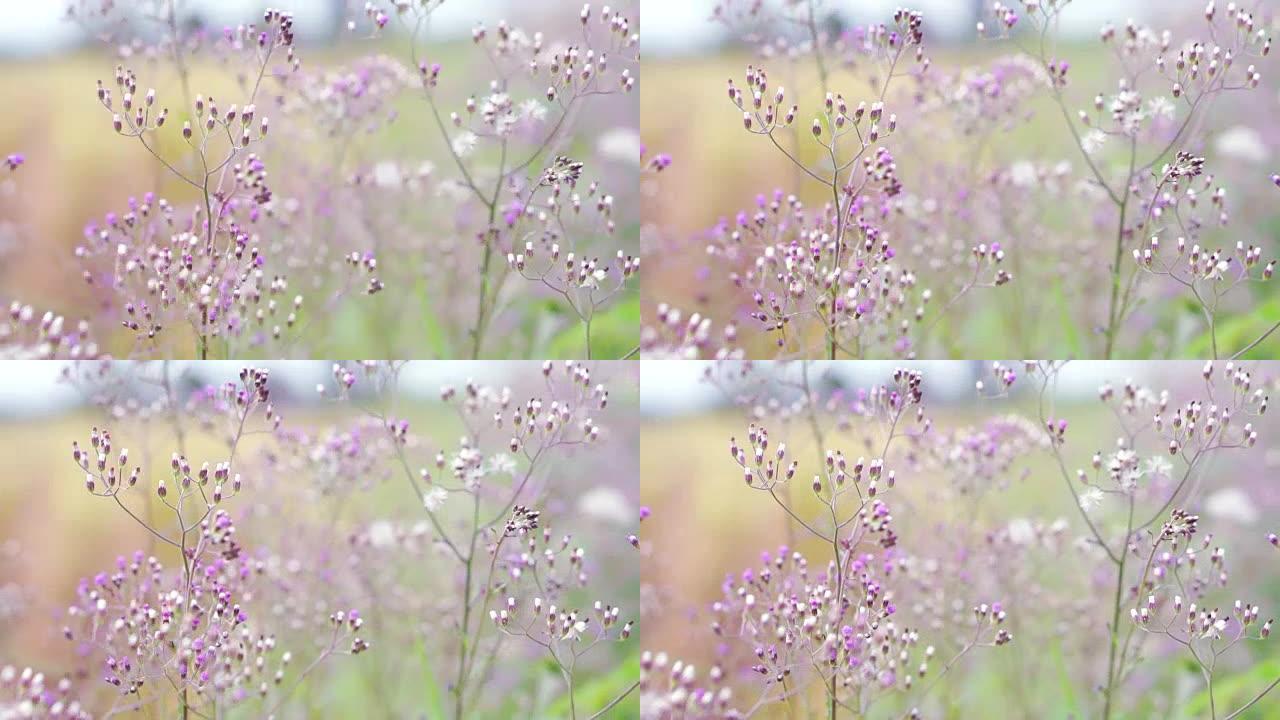 紫色调美丽的草花随风吹