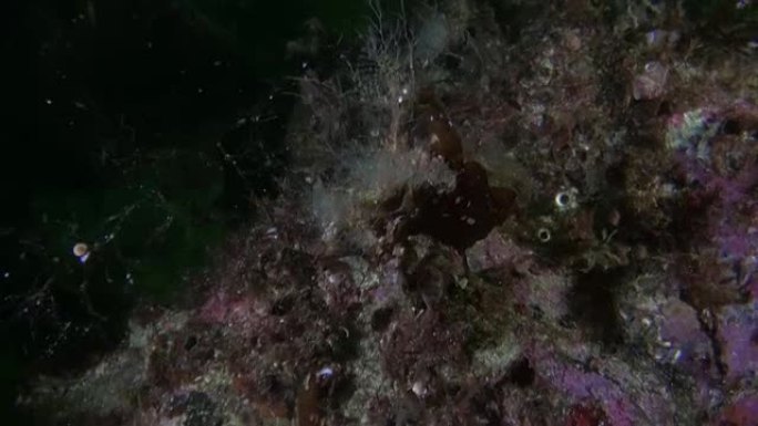 螃蟹被掩盖在阿拉斯加海洋透明的水下海底。