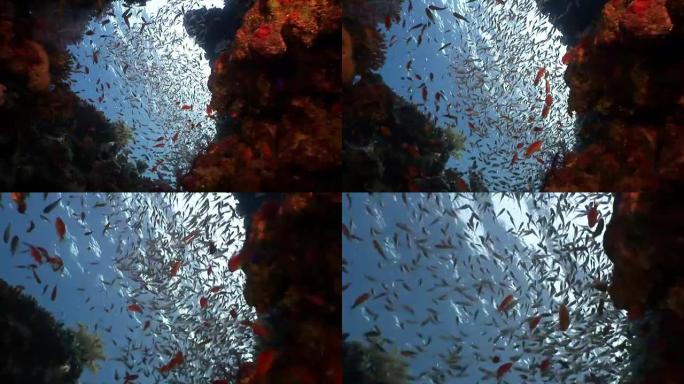 不同珊瑚水下红海背景下的明亮鱼类学校。
