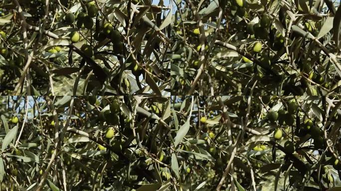 树枝上的绿橄榄浆果