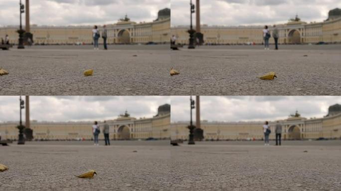 慢动作: 阴天里，黄叶在总参谋部背景的宫殿广场上飞舞-俄罗斯圣彼得堡