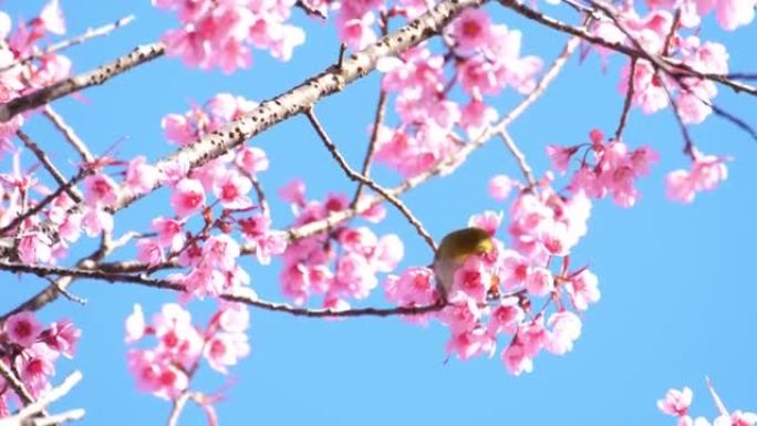 日本樱花树上的鸟
