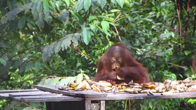 顽皮的年轻猩猩在喂食站吃饭