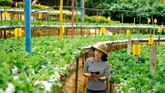 农业: 亚洲女农夫在田间使用数字平板电脑，智能农业和技术概念
