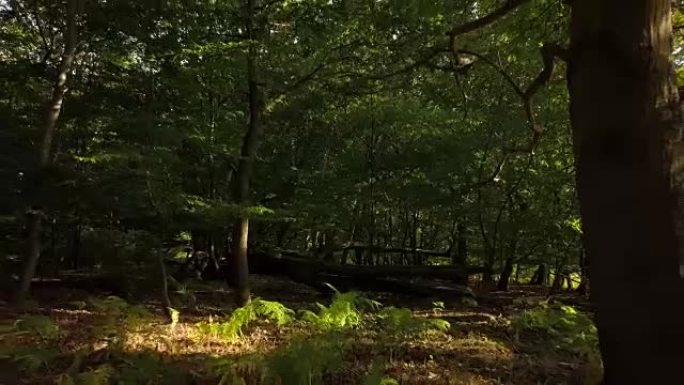 埃塞克斯郊野公园林地