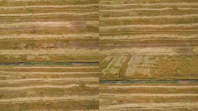 Aerial of agricultural fields after harvest. Strip