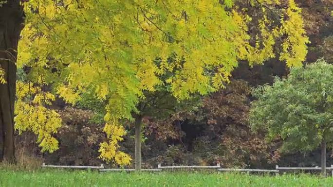 公园里的早秋树叶