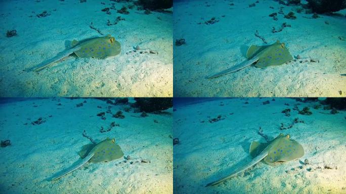 海洋生物水肺潜水在红海蓝鳍黄貂鱼