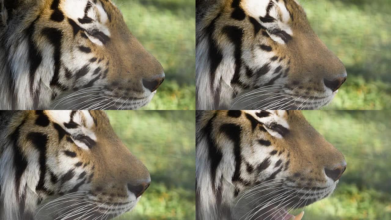 一张张开嘴的老虎的侧面像