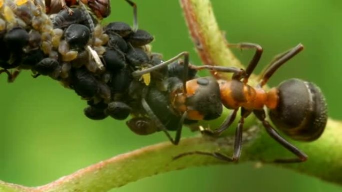 蚂蚁吃草，挤奶蚜虫。