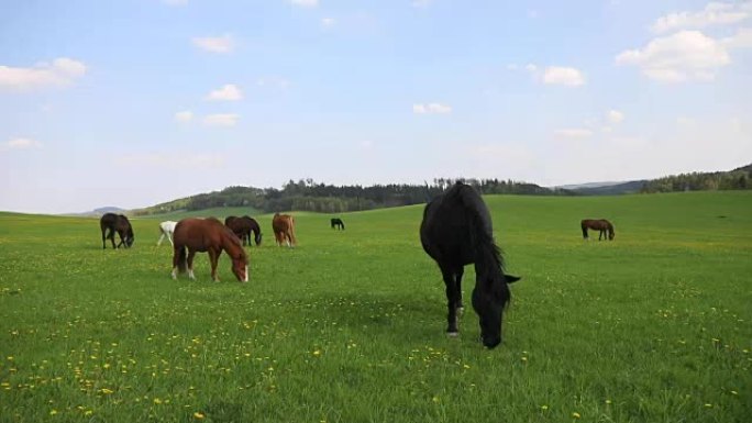 马在田野里吃春草
