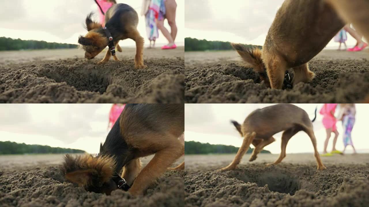 那只狗在沙子上挖了一个洞。