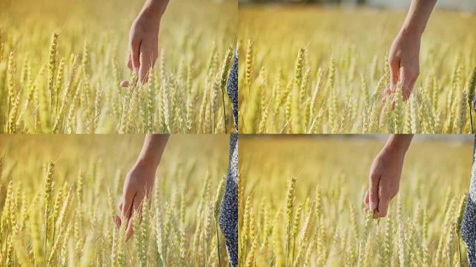 Woman wheat field. Woman hand touching barley ears