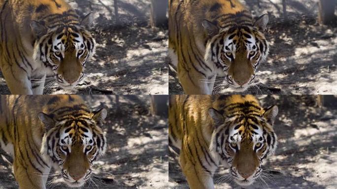 偷偷摸摸的老虎的眼睛