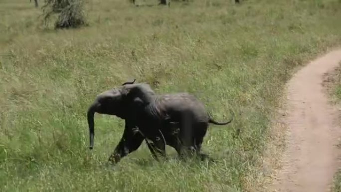 非洲丛林大象在野生动物园小径上奔跑