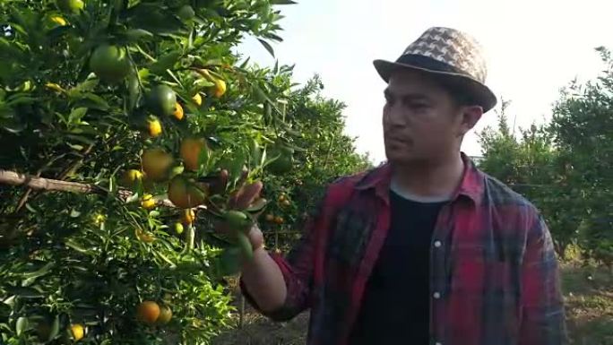农民在橘子园里看橘子树