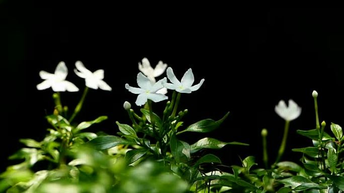 温暖阳光下的茉莉花