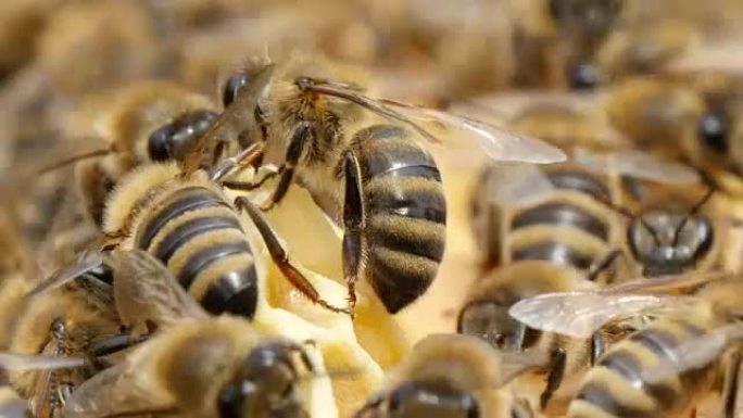 蜂鸣的蜜蜂蜂拥而至，蜂巢中的黄色和白色蜂群