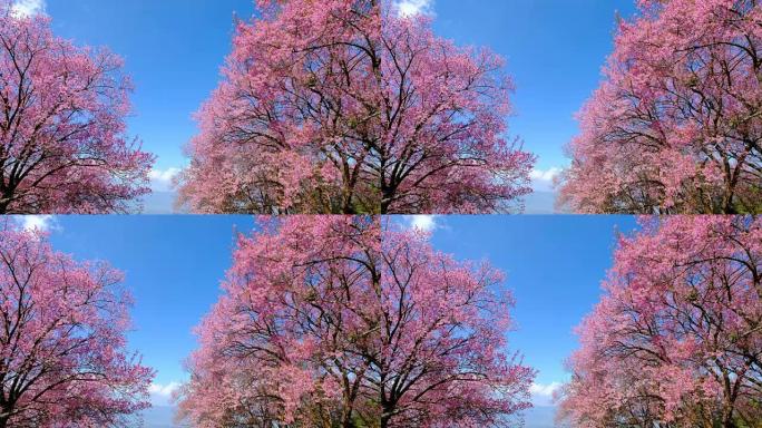 粉色樱桃开花