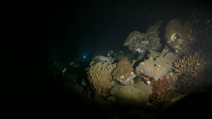 暗夜的海底珊瑚礁