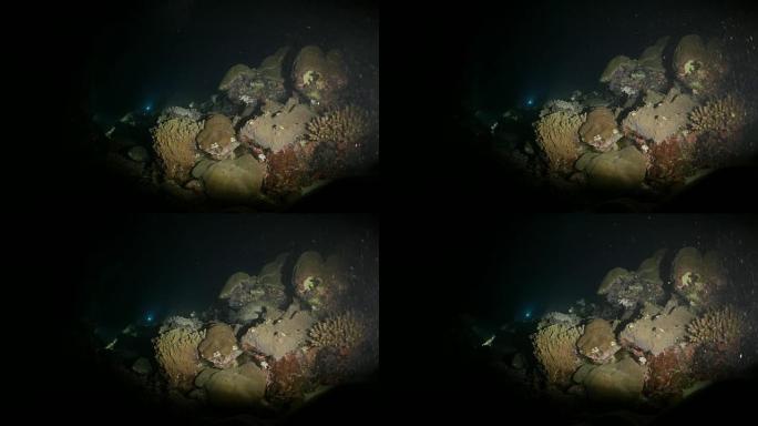 暗夜的海底珊瑚礁