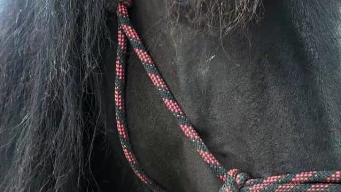 Horse detail,fur and mane. Detail of a horse head 