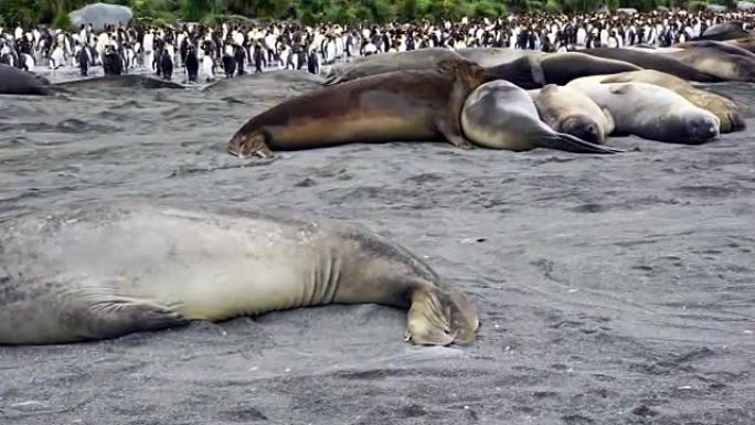 大象海豹躺在地上看着相机，背景是国王企鹅的殖民地。南乔治亚岛