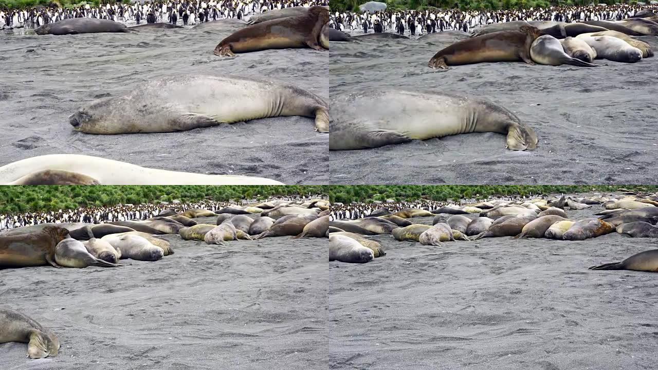 大象海豹躺在地上看着相机，背景是国王企鹅的殖民地。南乔治亚岛