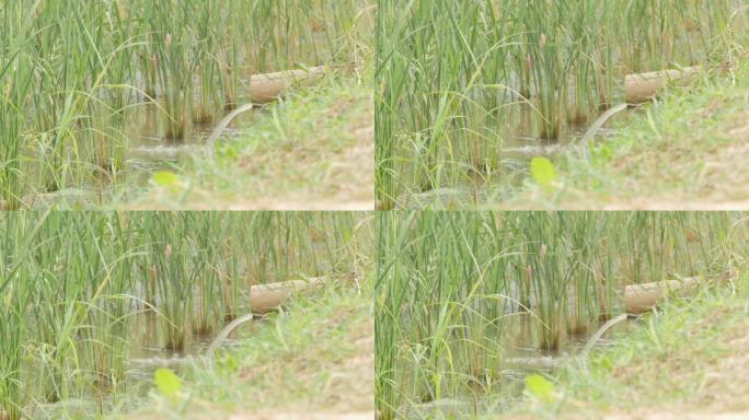 竹子流向稻田的水。