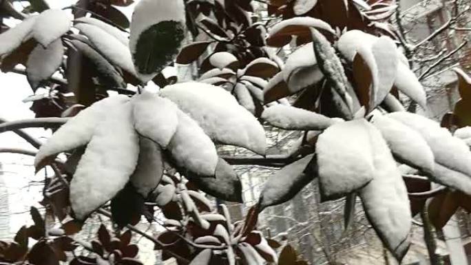 温哥华积雪气候异常下的热带树木
