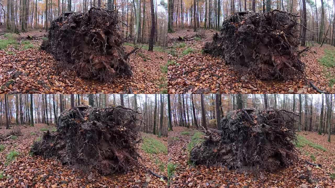松树从风暴中坠落，风暴破坏，气候变化，Spessart，巴伐利亚，4K