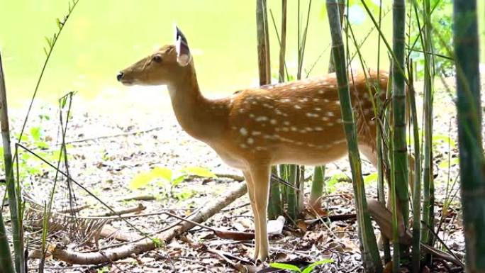 印度喀拉拉邦Wayanad的斑点鹿。