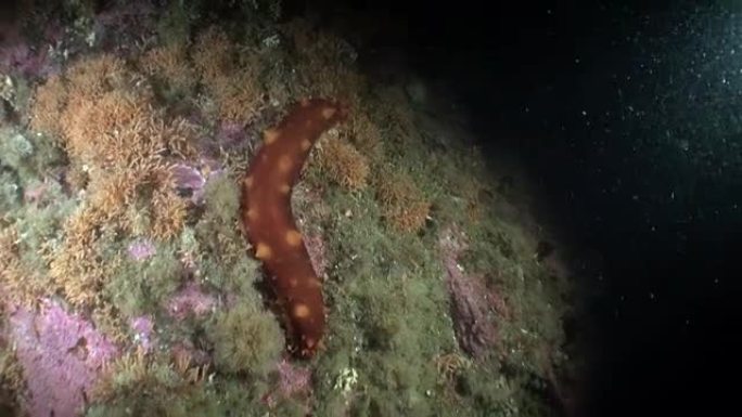 阿拉斯加海洋水下背景海底的海参海参。