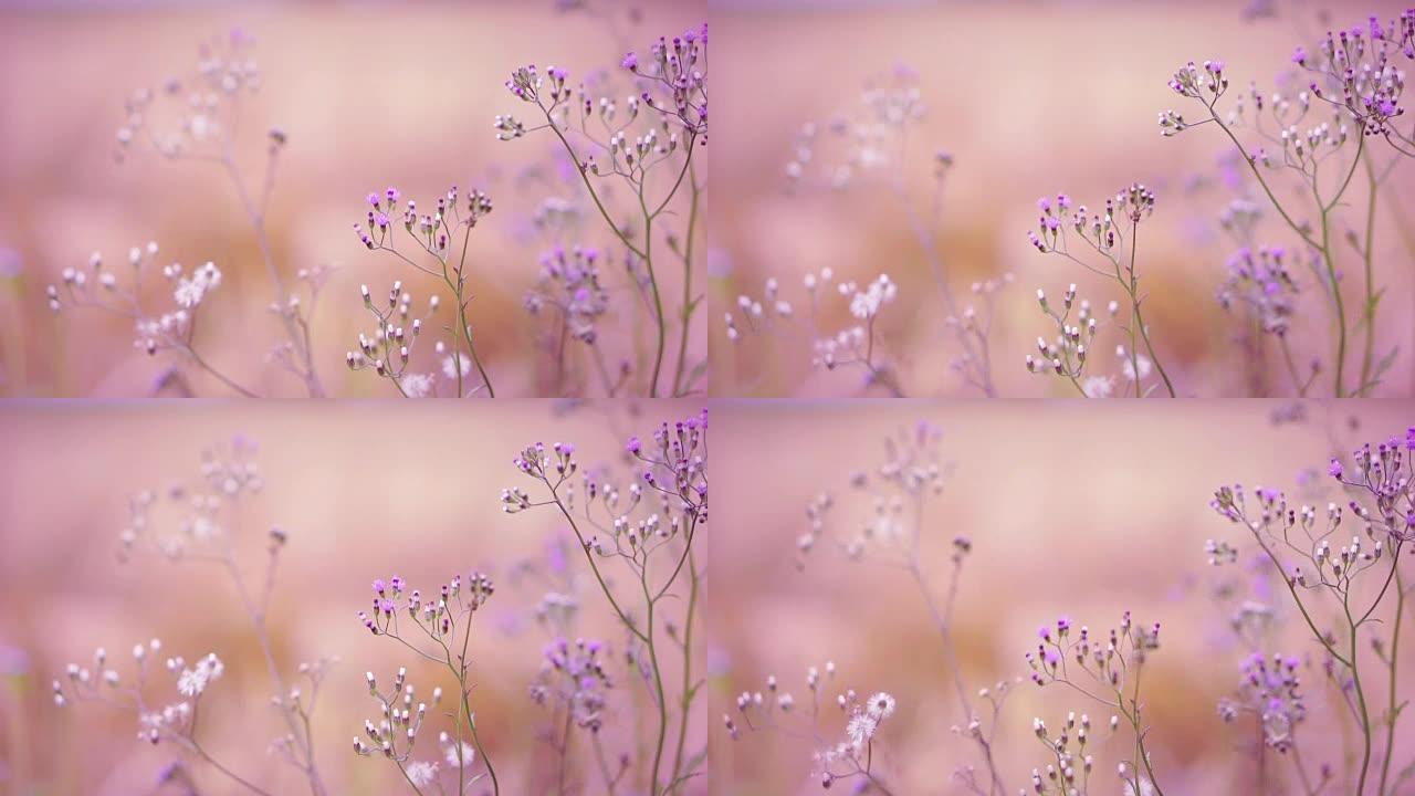 紫色调美丽的草花随风吹
