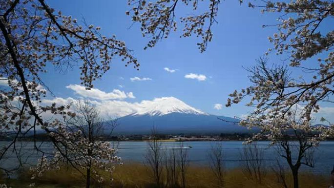 日本风景山富士樱花