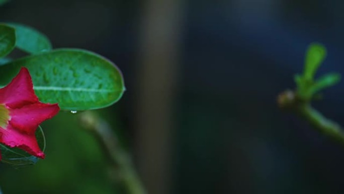 红色沙漠玫瑰。腺苷酸热带花